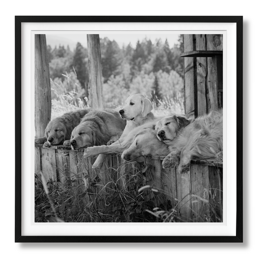 Bruce Weber. The Golden Retriever Photographic Society. Art Edition No. 1–100 ‘Little Bear Ranch, Montana, 1996’ (German, French, English) (AP)