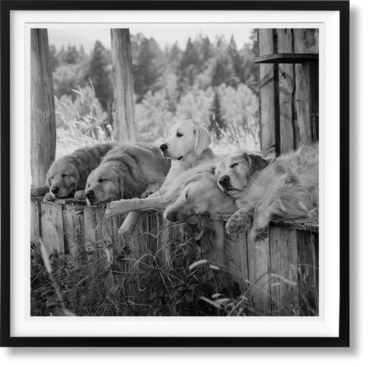 Bruce Weber. The Golden Retriever Photographic Society. Art Edition No. 1–100 ‘Little Bear Ranch, Montana, 1996’ (German, French, English)