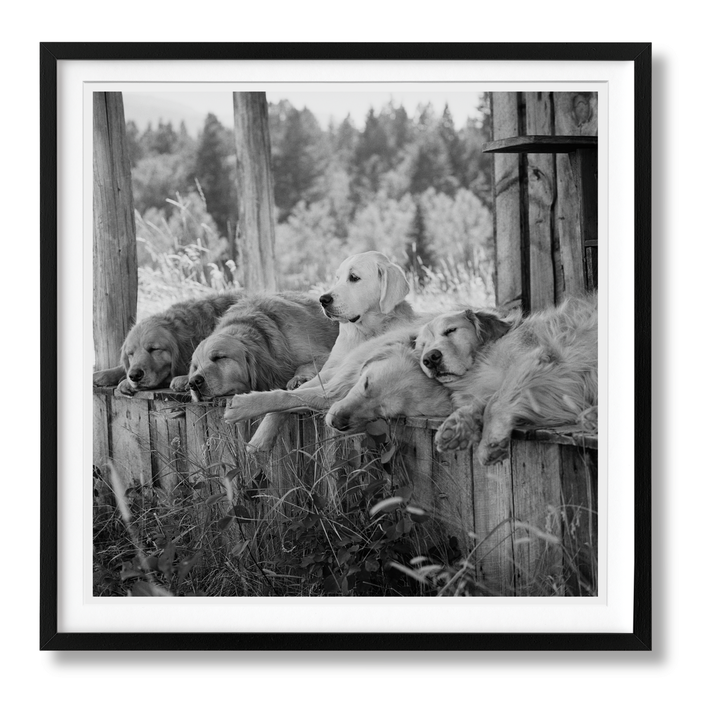 Bruce Weber. The Golden Retriever Photographic Society. Art Edition No. 1–100 ‘Little Bear Ranch, Montana, 1996’ (German, French, English)