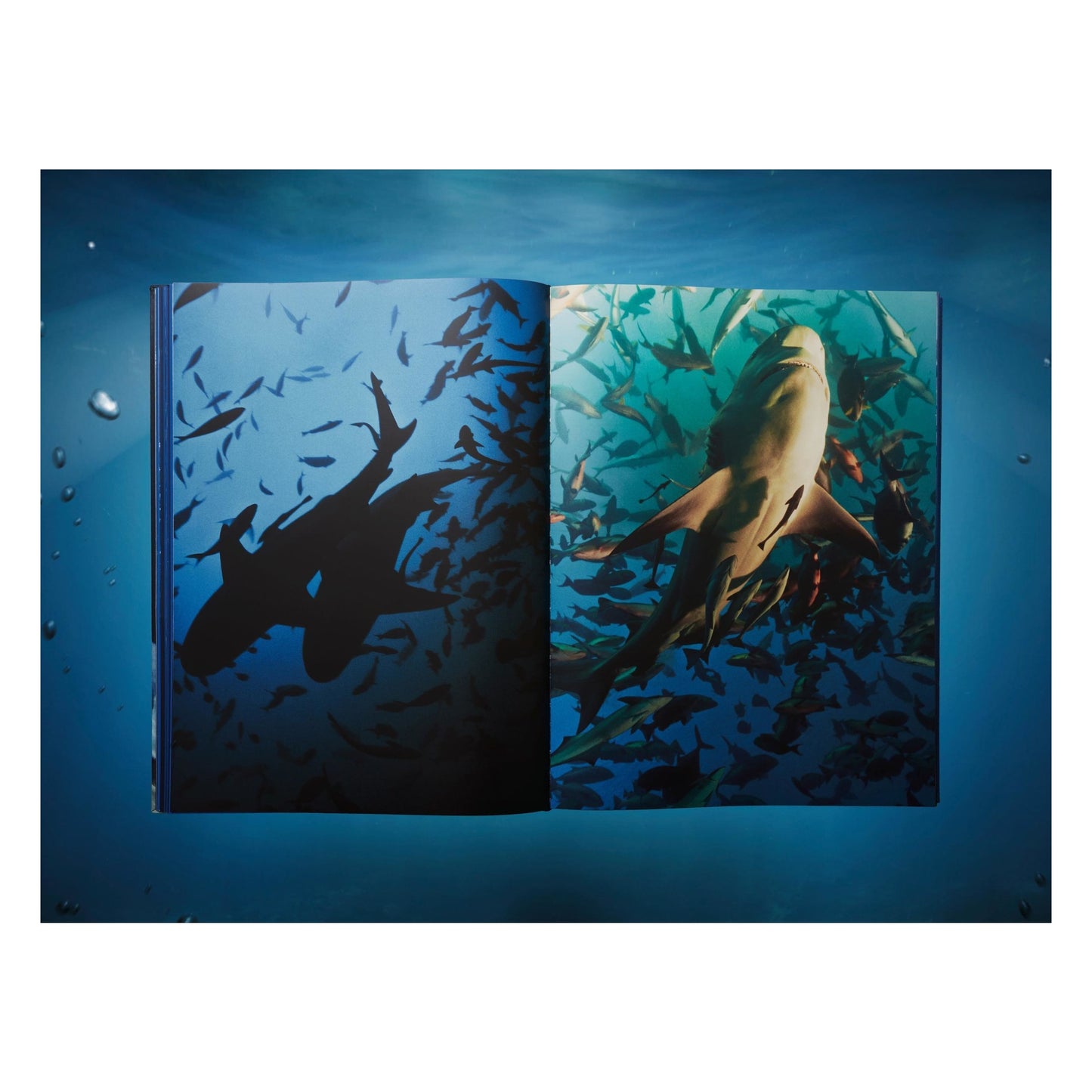 Michael Muller. Sharks, Art Edition No. 1–100 ‘Tear You Apart’ (English) (AP)