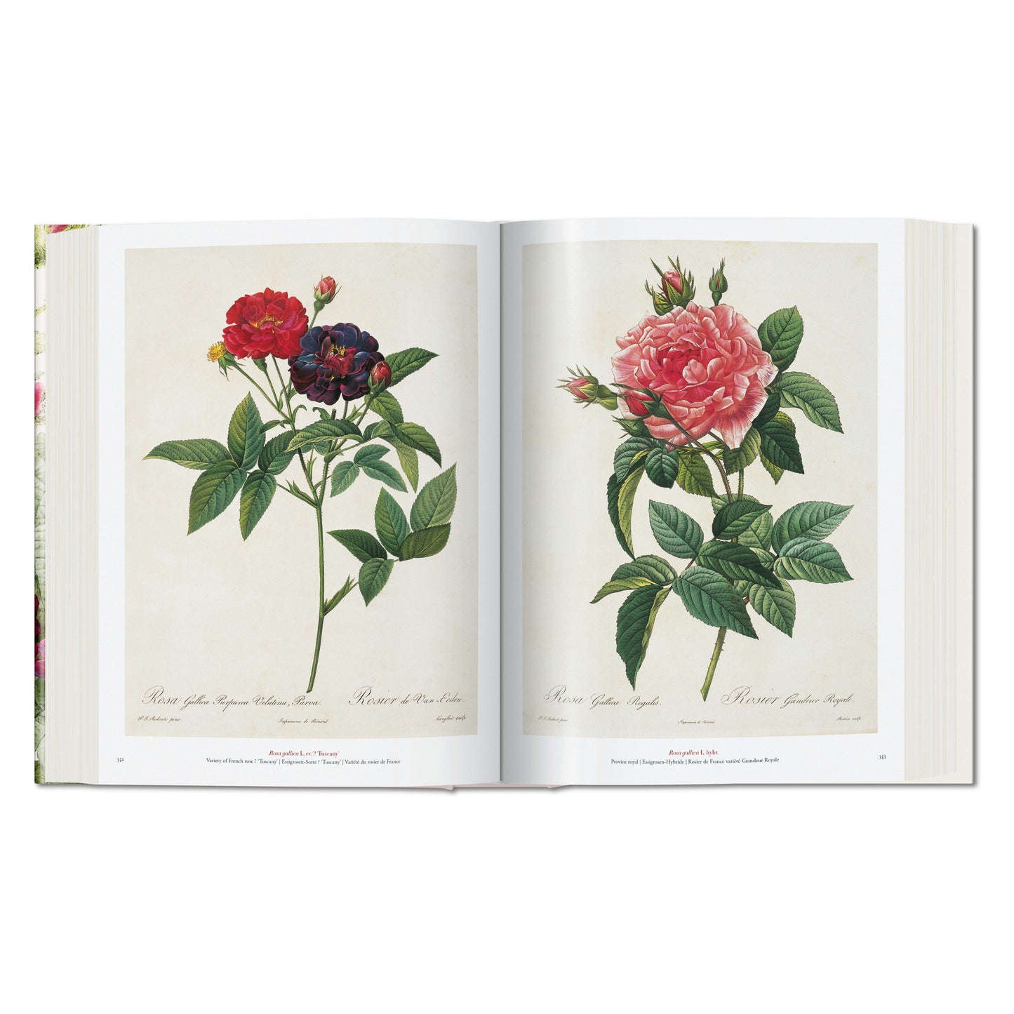 Redouté. El libro de las flores (Spanish, English, Italian)