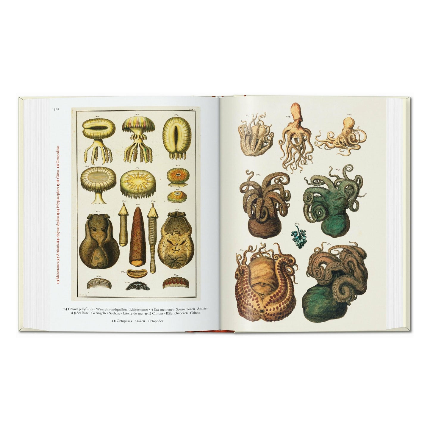 Seba. Cabinet of Natural Curiosities. 45th Ed. (German, French, English)