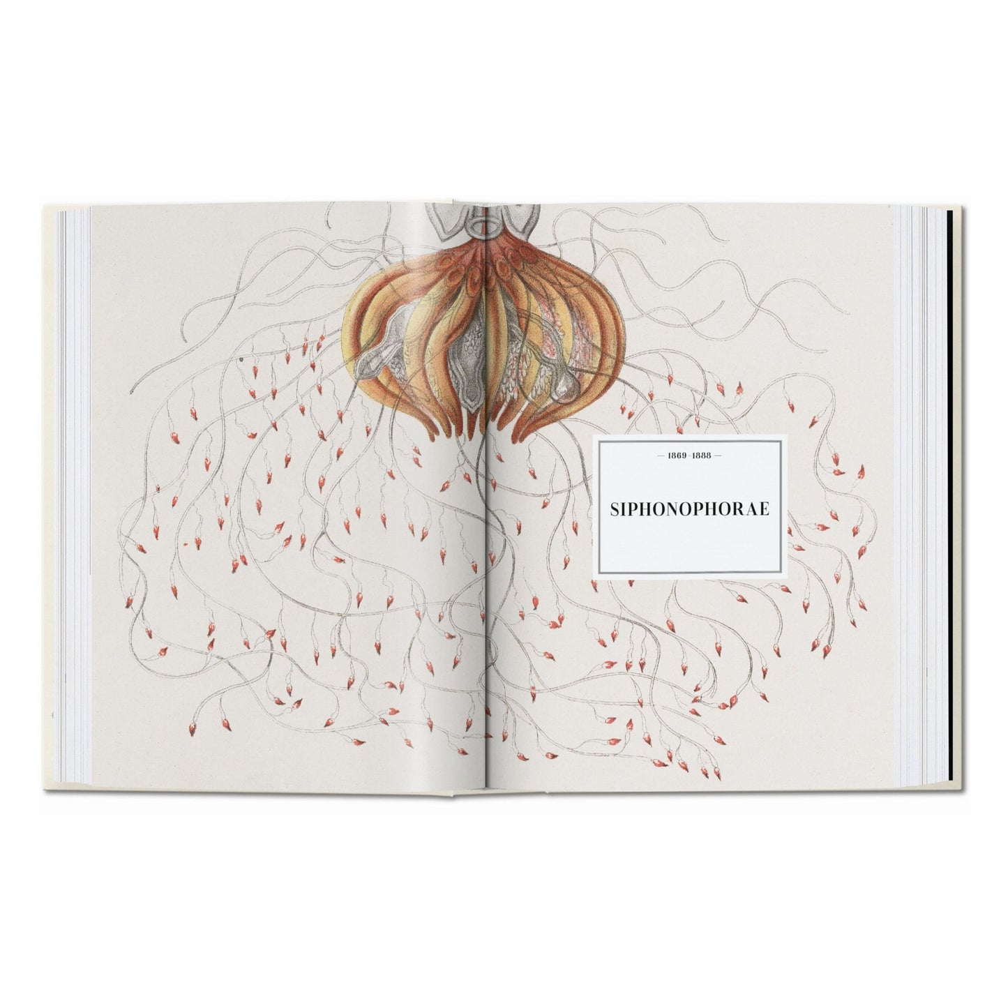 Ernst Haeckel. Kunst und Wissenschaft. 45th Ed. (German)