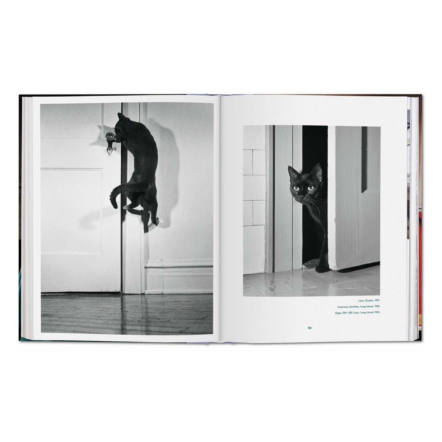 Walter Chandoha. Cats. Photographs 1942–2018 (German, French, English)