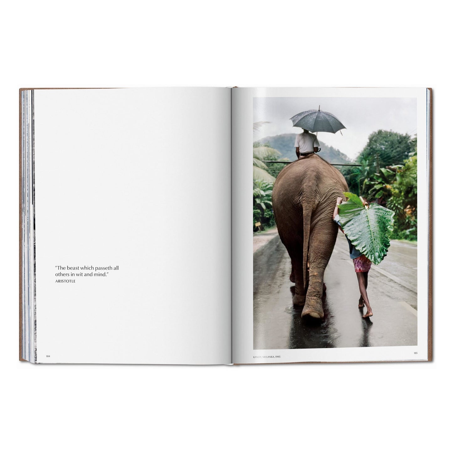 Steve McCurry. Animals. Art Edition No. 1–100 ‘Chiang Mai, Thailand, 2010’ (German, French, English)