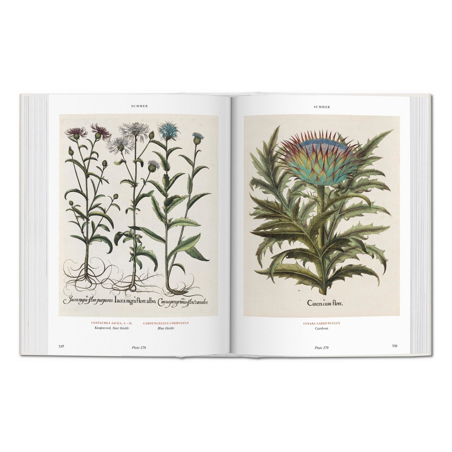 Basilius Besler. Florilegium. The Book of Plants (English)
