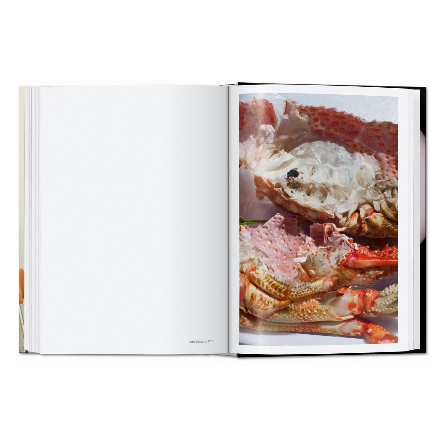 Wolfgang Tillmans. four books. 45th Ed. (English)
