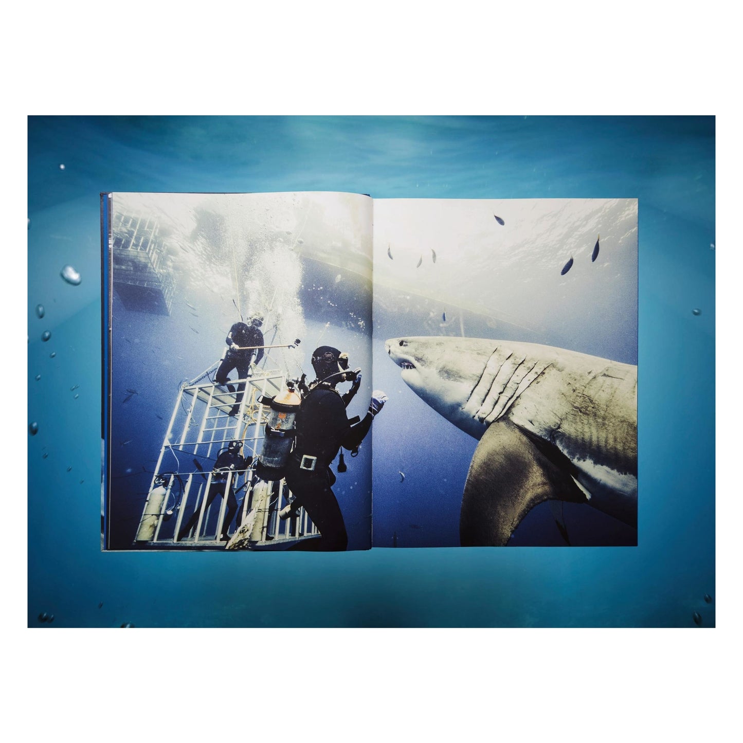 Michael Muller. Sharks (English) (AP)