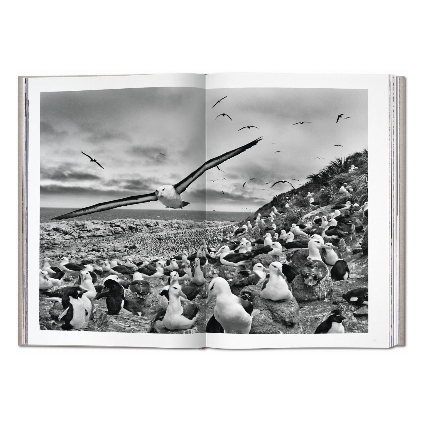 Sebastião Salgado. Genesis (English) (SA)