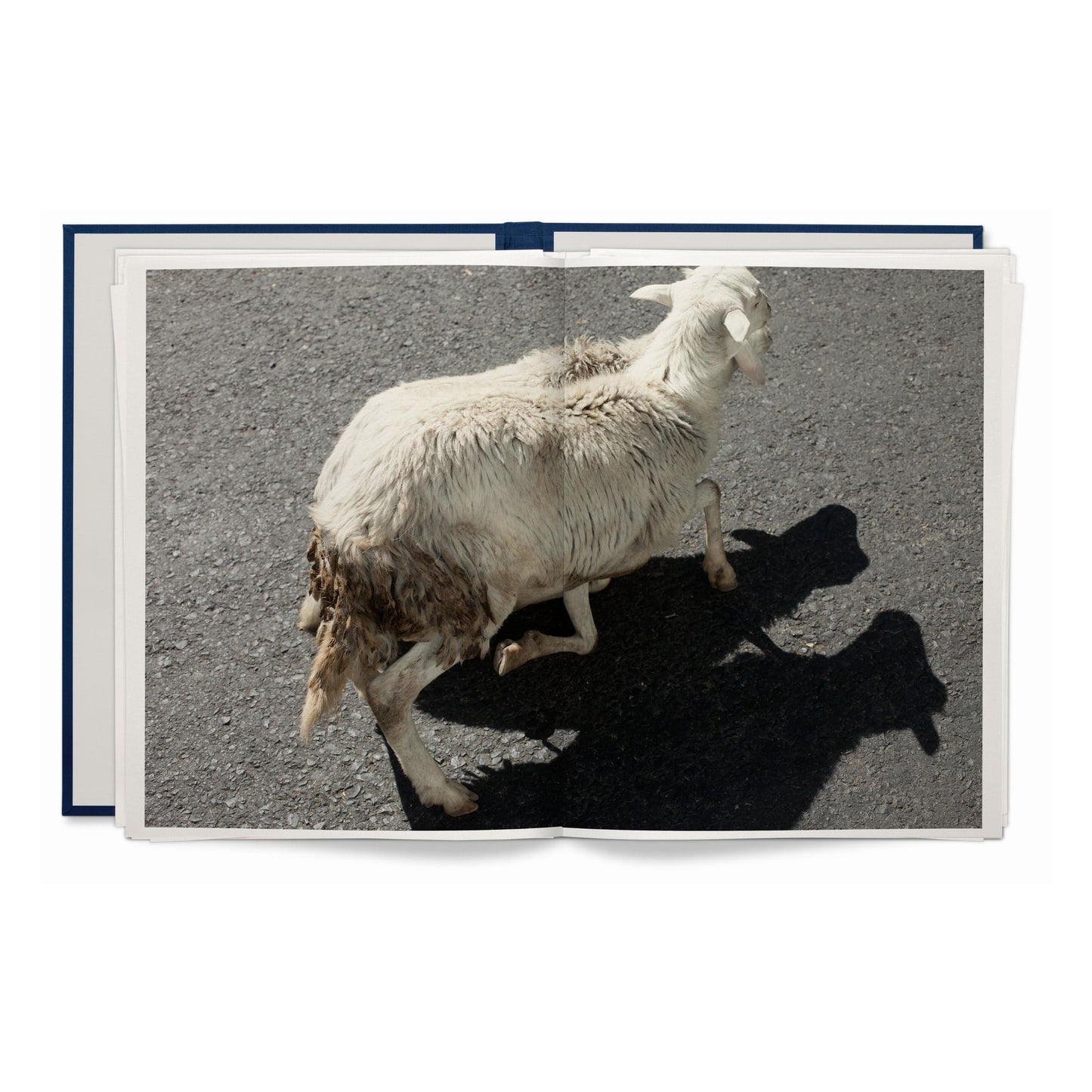 Wolfgang Tillmans. Neue Welt. Art Edition (German, French, English) (AP)