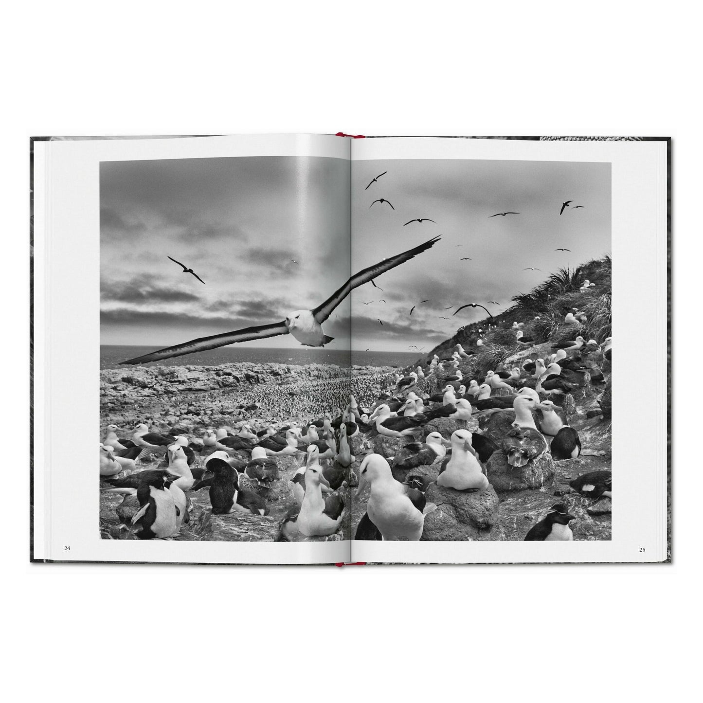 Sebastião Salgado. Genesi (Italian)