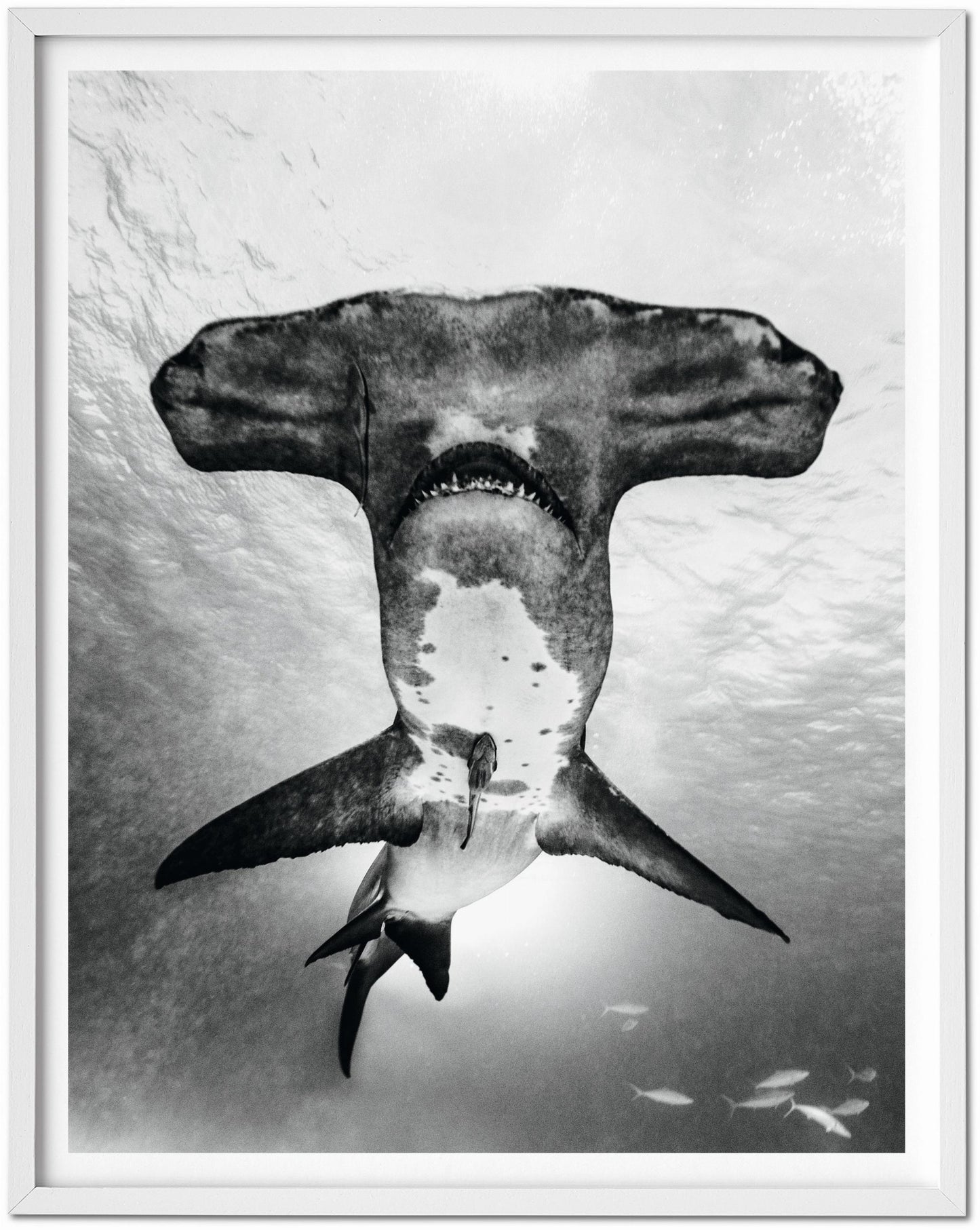 Michael Muller. Sharks, Art Edition No. 101–200 ‘Under Study’ (English)