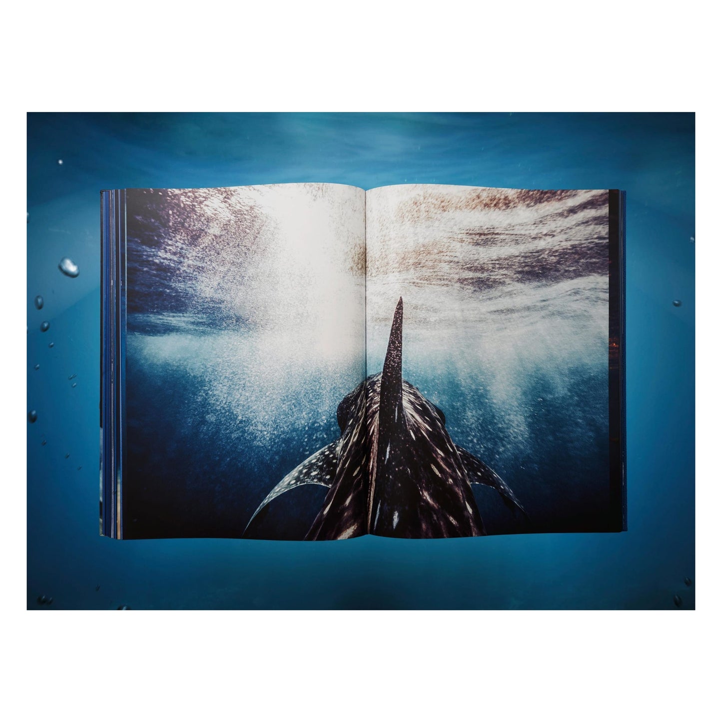 Michael Muller. Sharks (English) (SA)