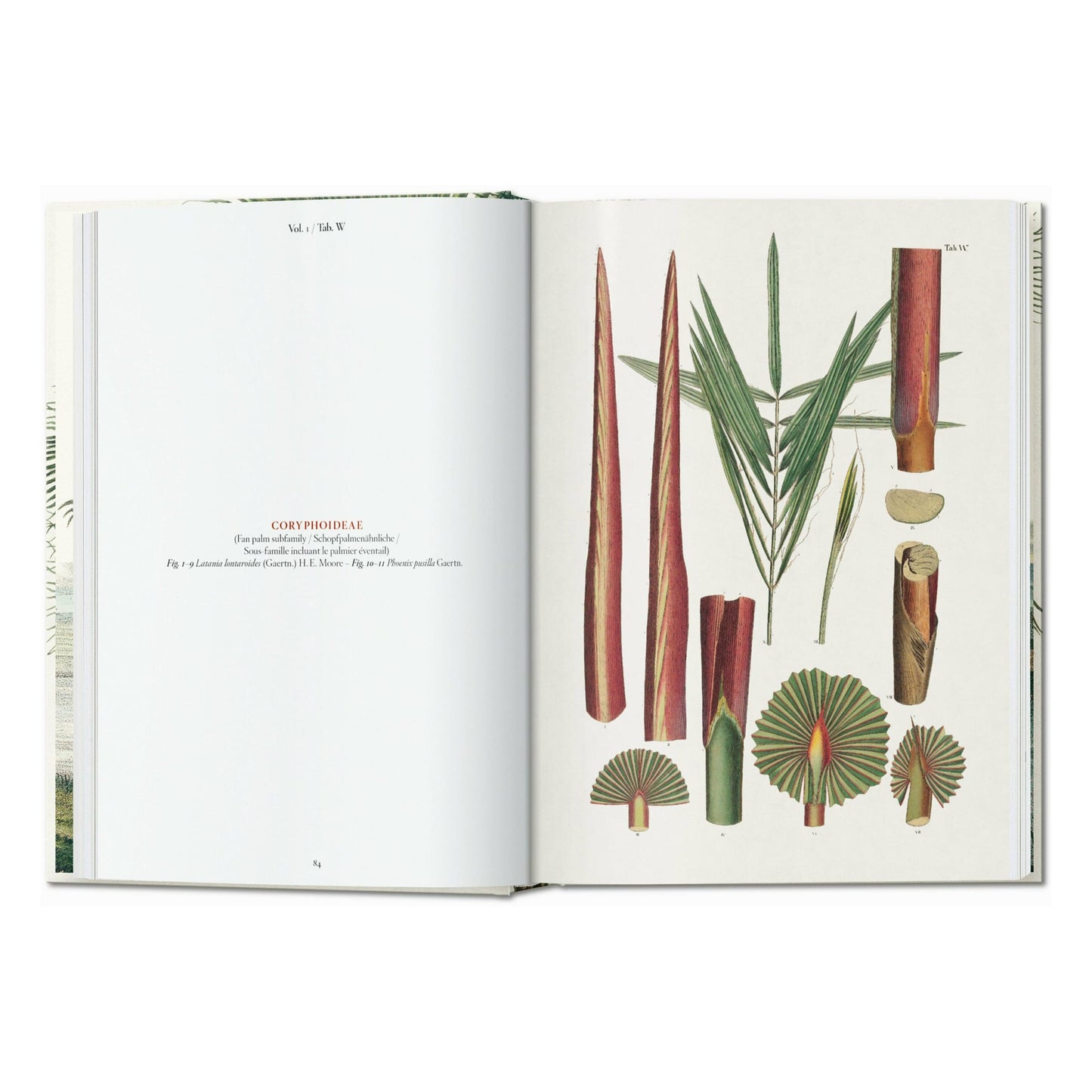 Martius. El libro de las palmeras. 45th Ed. (Spanish, Italian, Portuguese)