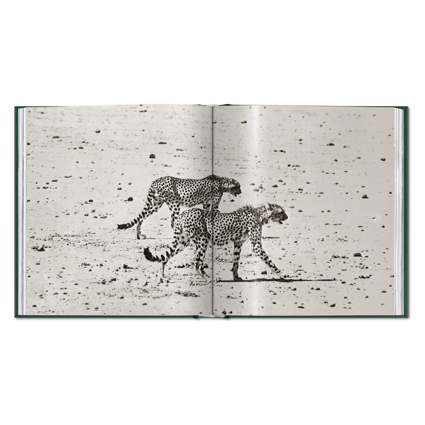 Peter Beard. The End of the Game (English)