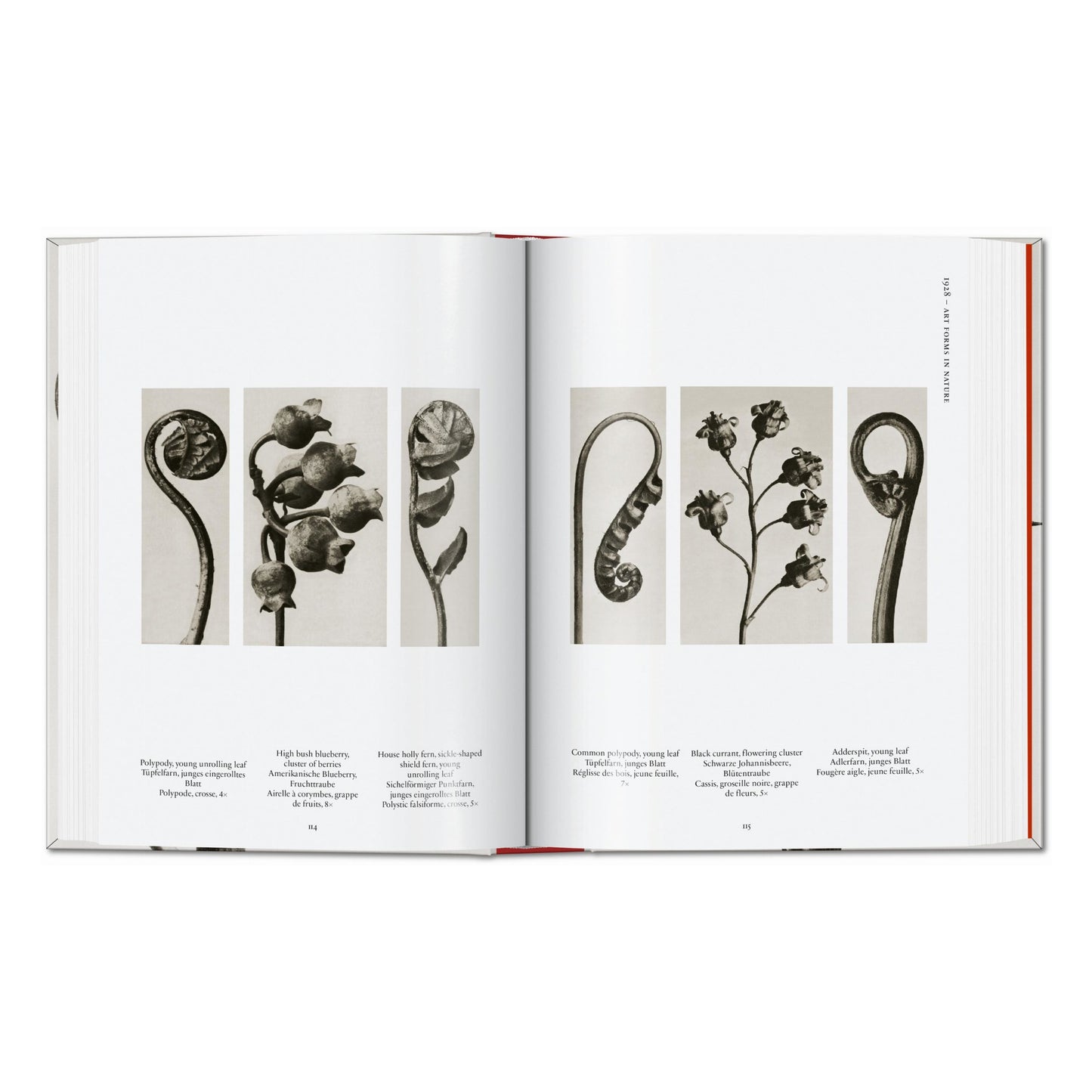 Karl Blossfeldt. The Complete Published Work. 45th Ed. (German, French, English)