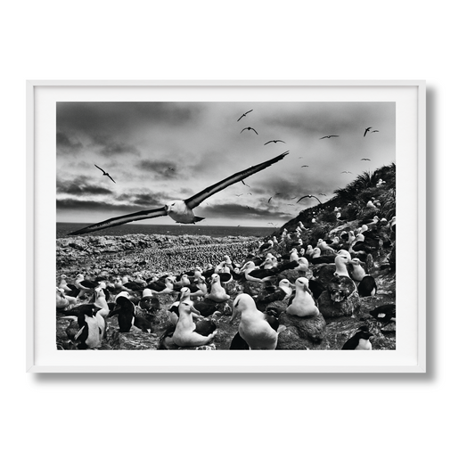 Sebastião Salgado. GENESIS, Art Edition No. 201–300 ‘Black-Browed Albatrosses, Falkland Islands’ (English) (AP)