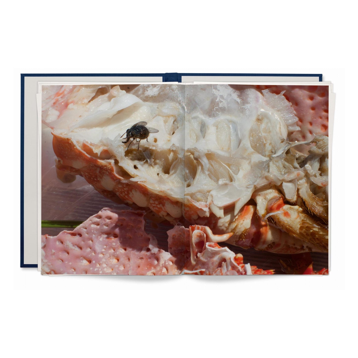 Wolfgang Tillmans. Neue Welt, Art Edition (German, French, English)
