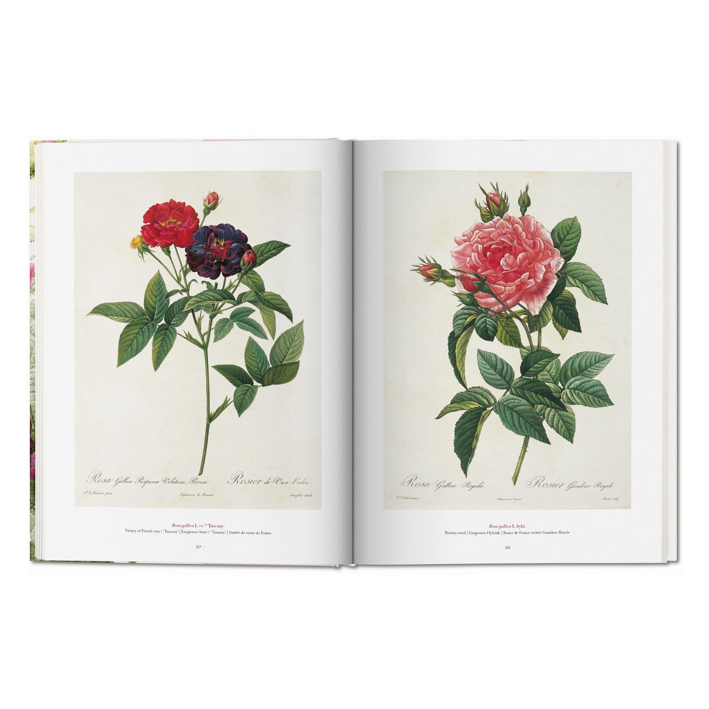 Redouté. El libro de las flores (Spanish, English, Italian)