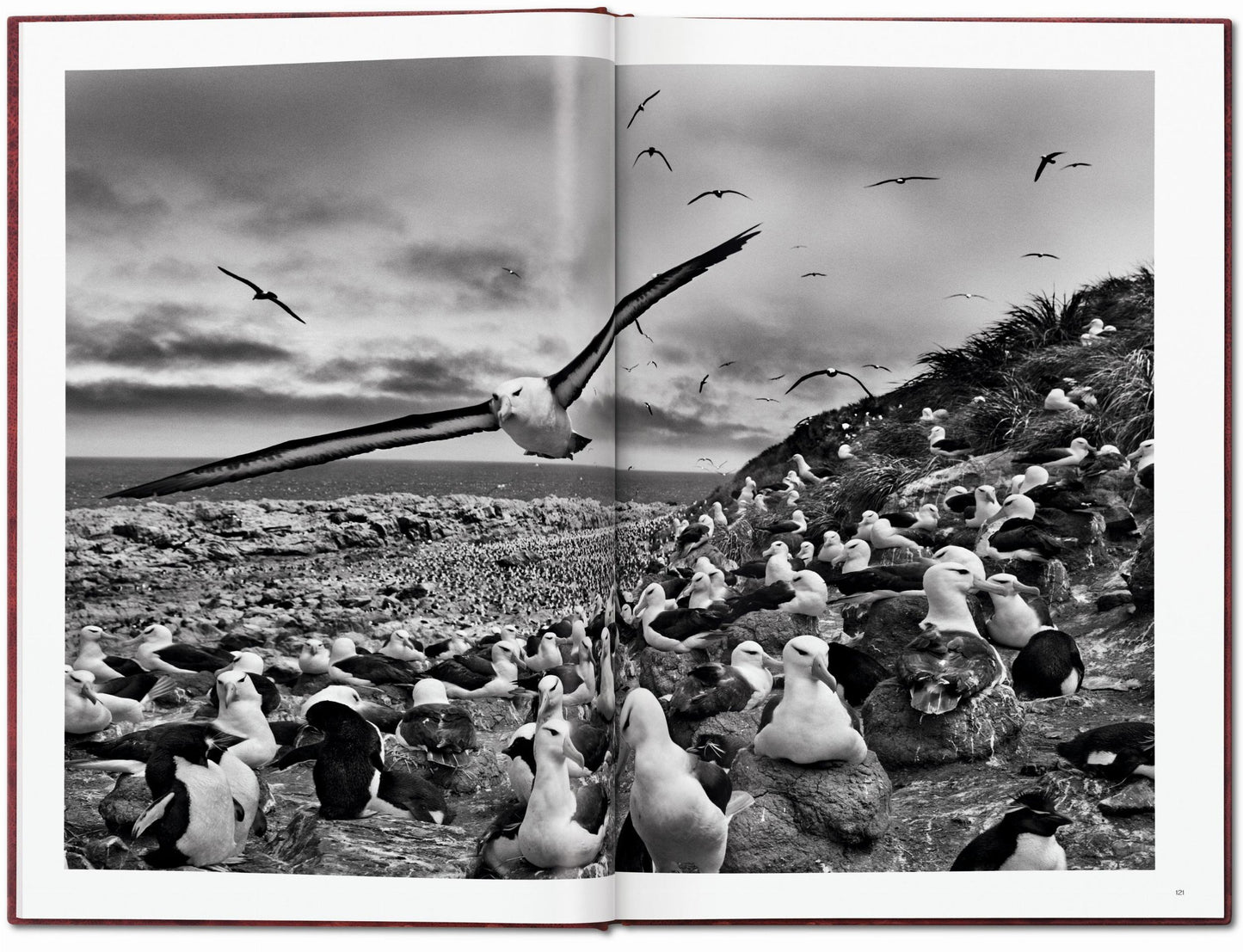 Sebastião Salgado. GENESIS, Art Edition No. 401–500 ‘The Arctic National Wildlife Refuge, Alaska, USA’ (English)