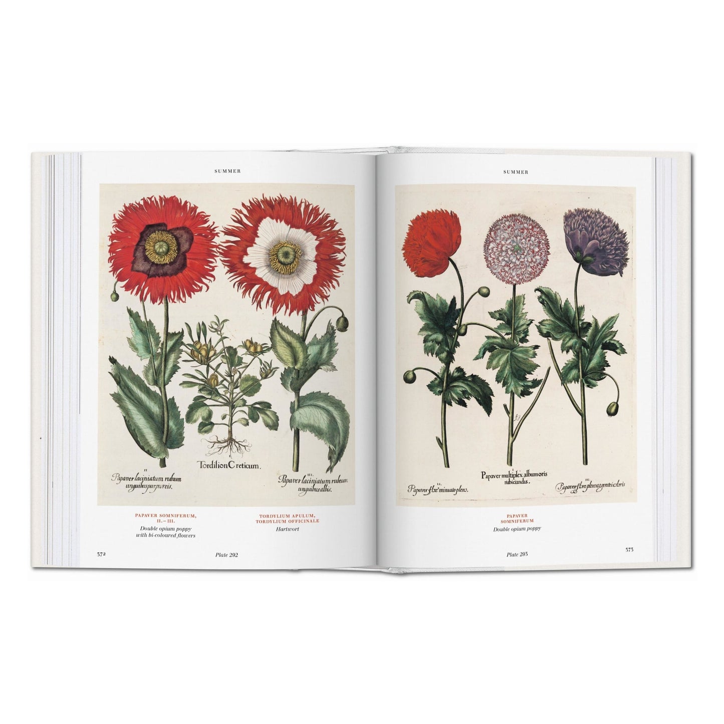 Basilius Besler. Der Garten von Eichstätt. Hortus Eystettensis (German)