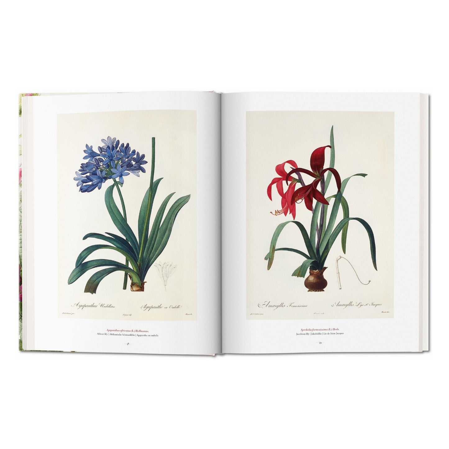 Redouté. The Book of Flowers (German, French, English)