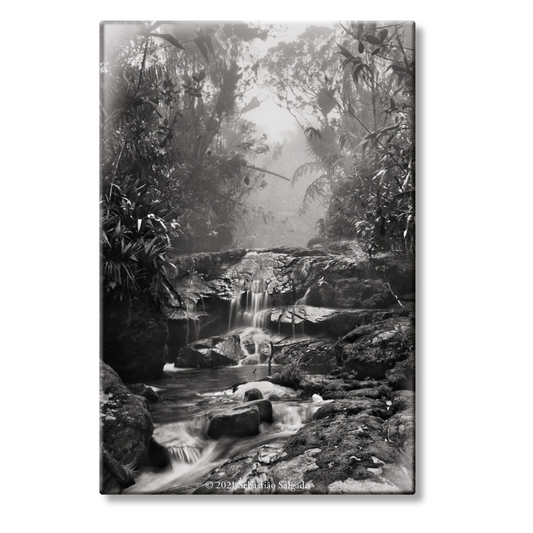 Salgado. Amazônia. Magnet ‘Creek’