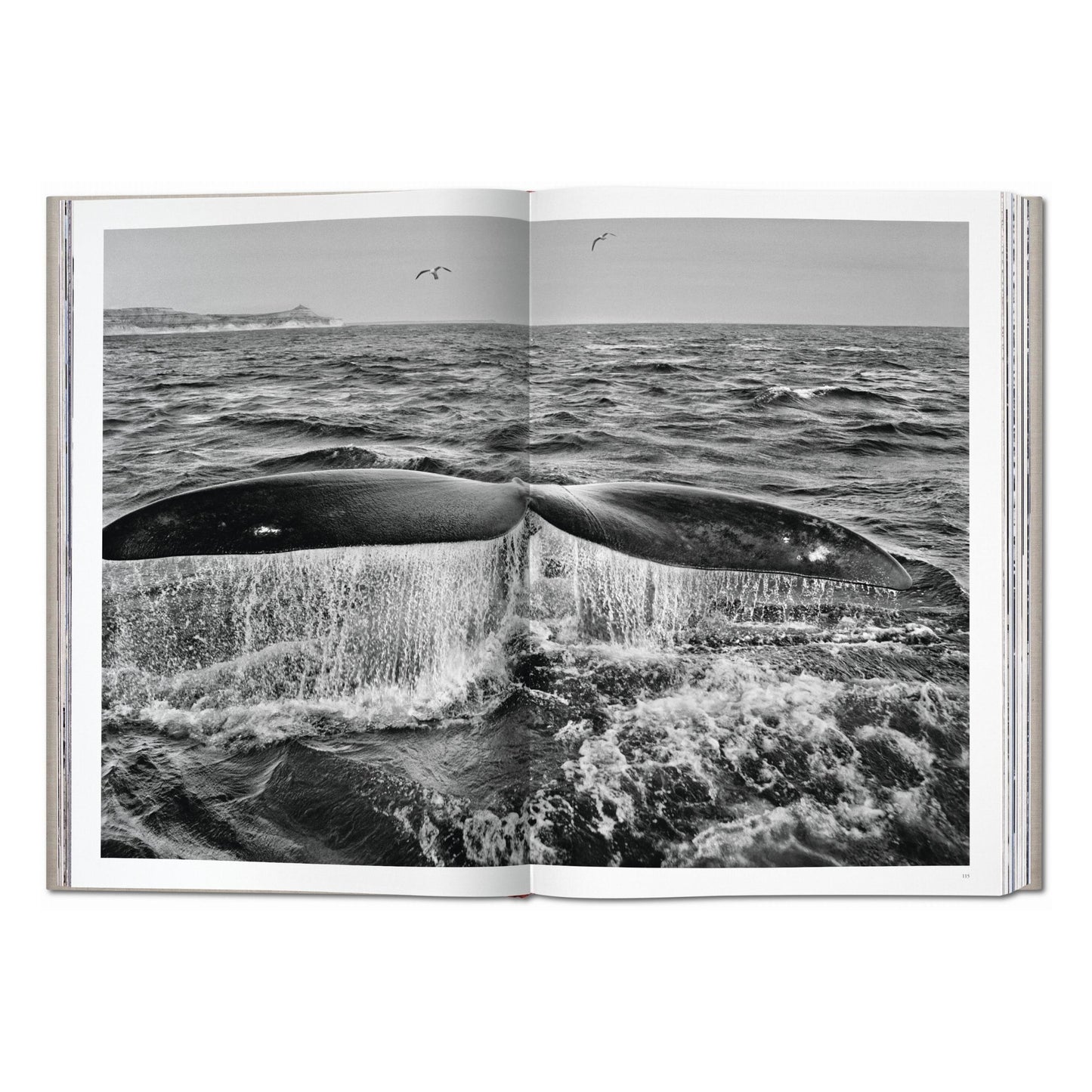 Sebastião Salgado. Genesis (English) (AP)