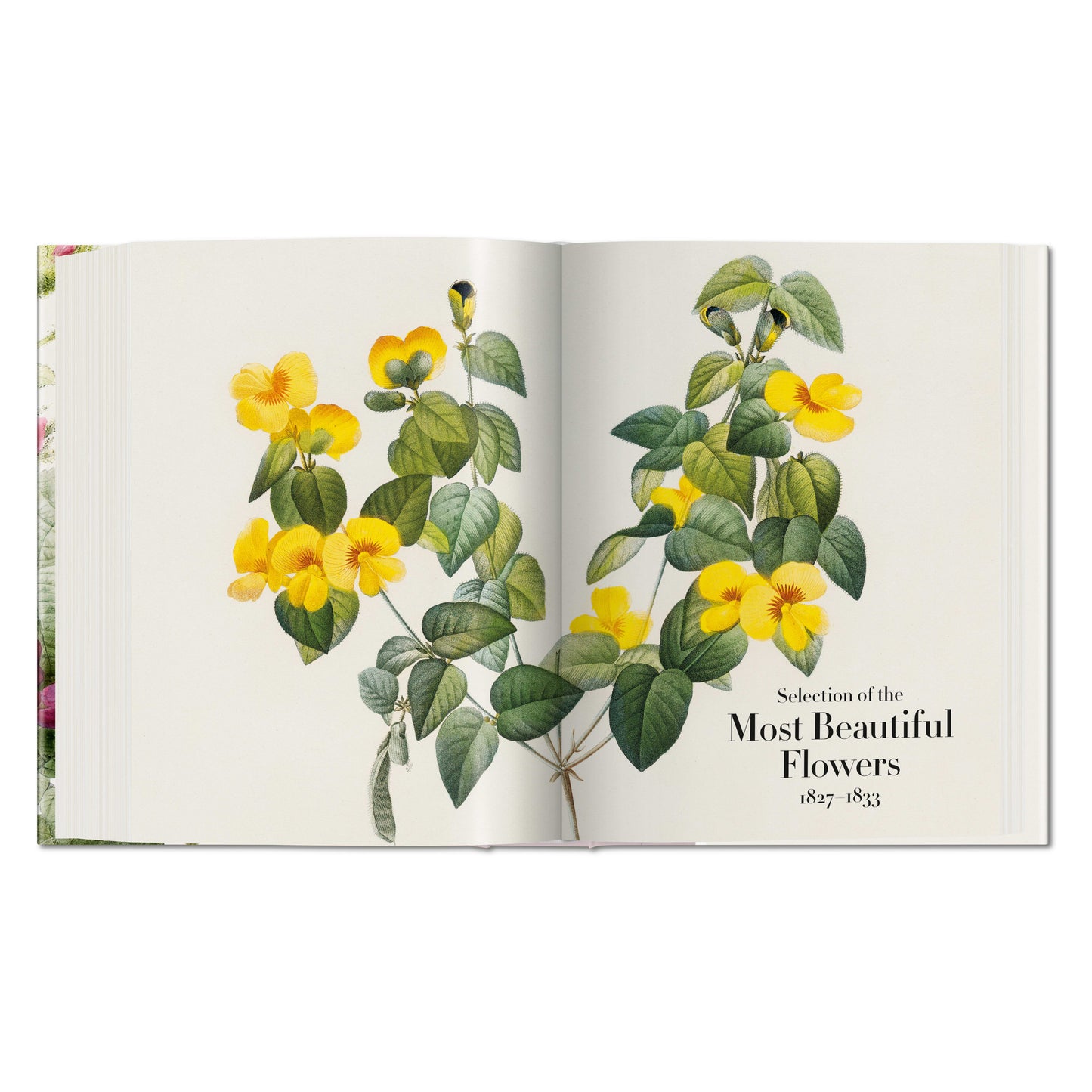 Redouté. El libro de las flores (Spanish, English, Italian)