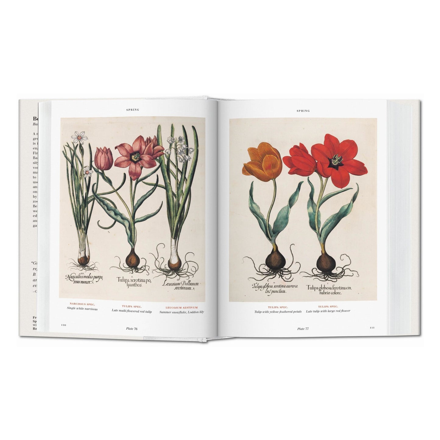 Basilius Besler. L'Herbier. Hortus Eystettensis (French)