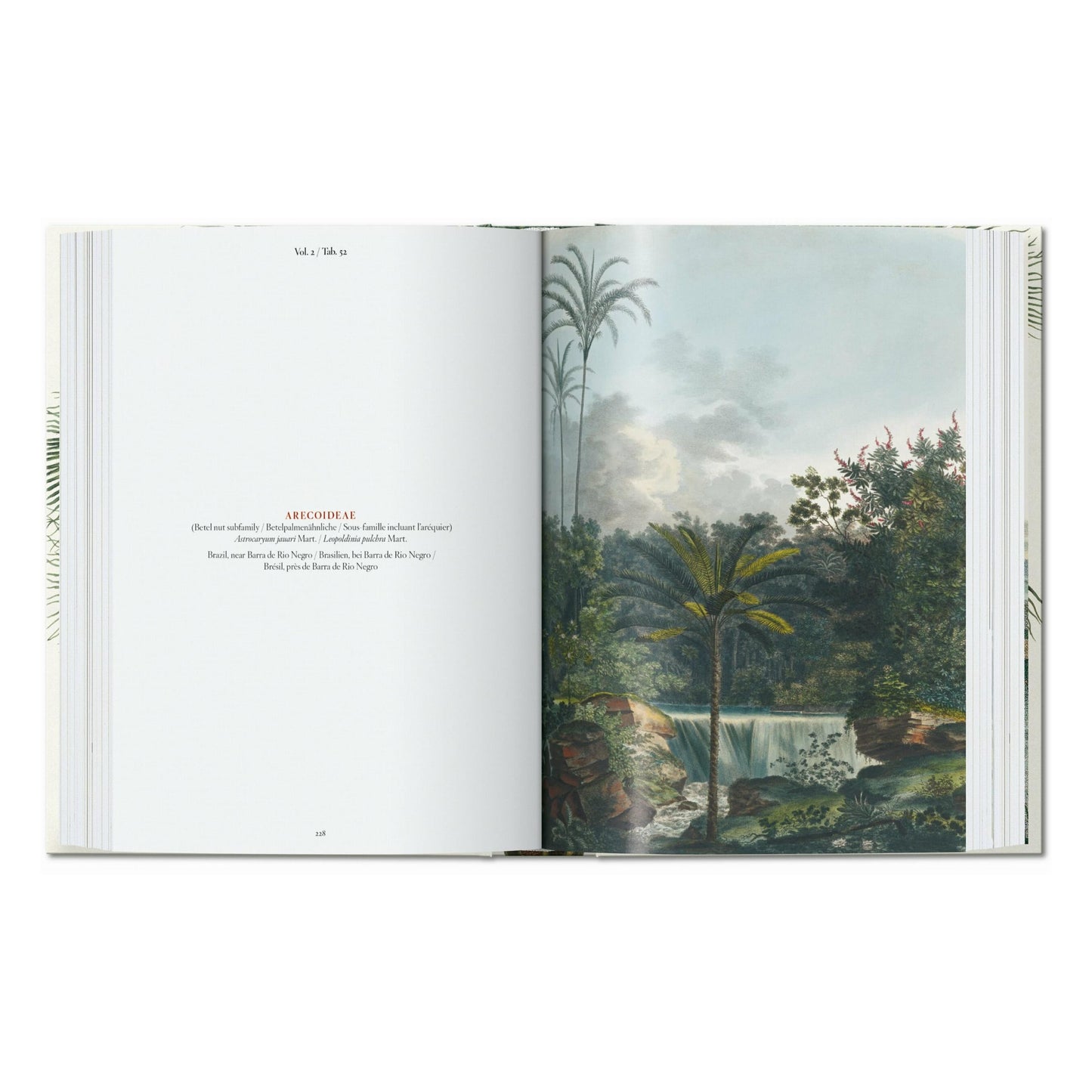 Martius. El libro de las palmeras. 45th Ed. (Spanish, Italian, Portuguese)