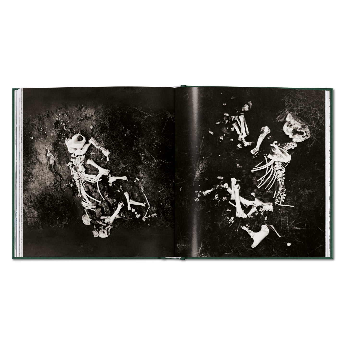 Peter Beard. The End of the Game (English)