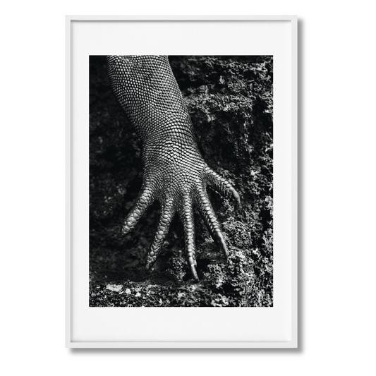 Sebastião Salgado. Genesis. Art Edition No. 301–400 ‘Marine Iguana, Galápagos, Ecuador’ (English)